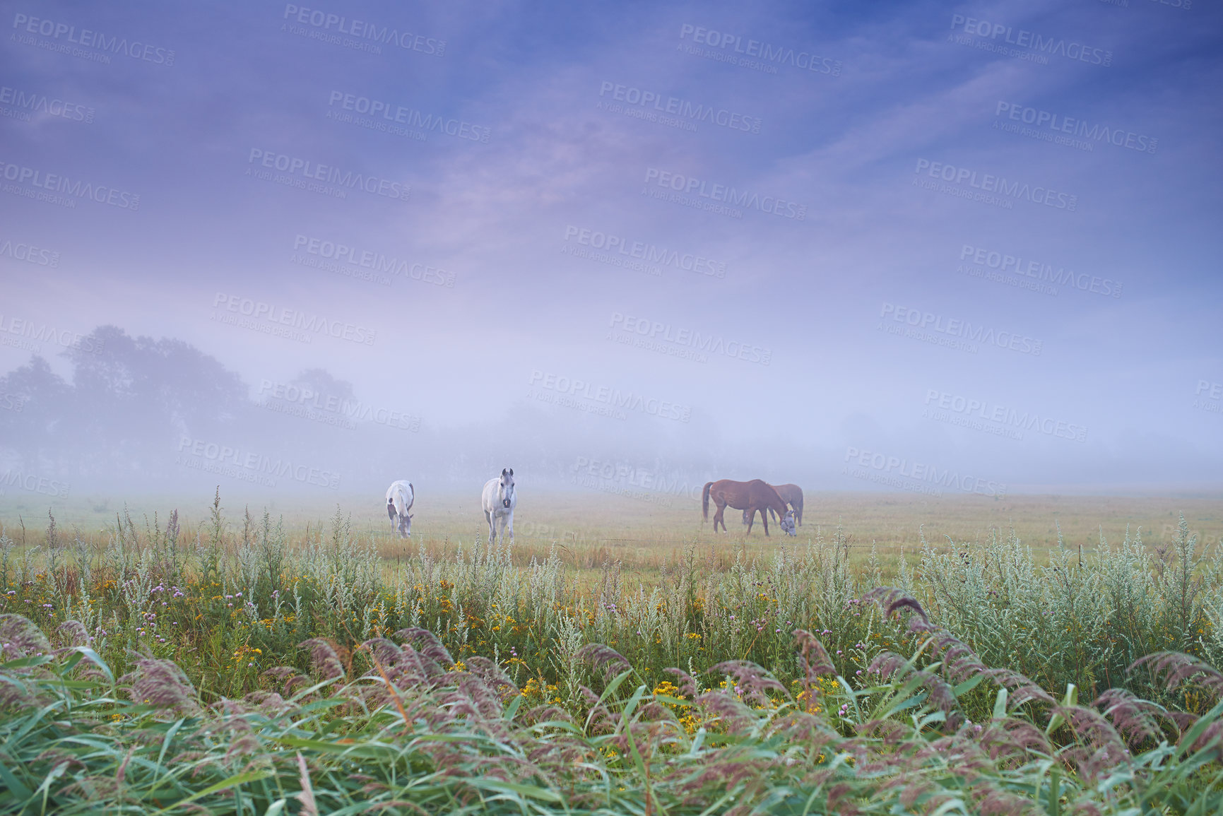 Buy stock photo Horses, group and field at farm, grass and mist for grazing, eating or freedom together in morning. Horse farming, sustainable ranch and landscape with space, sky background and outdoor nature in fog