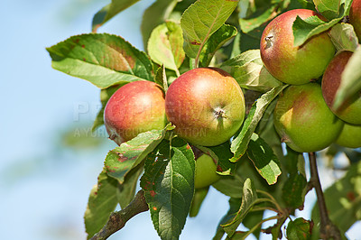 Buy stock photo Nature, agriculture and space with apple on tree for sustainability, health and growth. Plants, environment and nutrition with ripe fruit on branch for harvesting, farming and horticulture