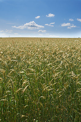 Buy stock photo Wheat, field and blue sky in nature for agriculture, sustainable growth and grain harvest in countryside. Conservation, grass and natural landscape for ecology, environment and farmland in Denmark