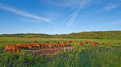 Buy stock photo Agriculture, cows and grass in farm with nature, livestock and fields to eating lawn. Countryside, animals and landscape with cattle, blue sky and trees in spring for outdoor environment or rural