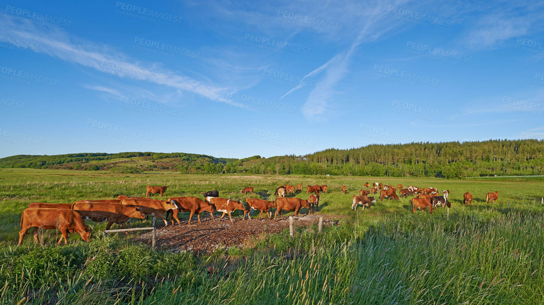 Buy stock photo Agriculture, cows and grass in farm with nature, livestock and fields to eating lawn. Countryside, animals and landscape with cattle, blue sky and trees in spring for outdoor environment or rural