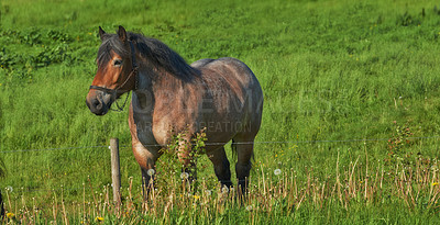 Buy stock photo Horse, grass field and countryside for nature relax outdoor in environment for land, sustainability or animal. Stallion, pet and grazing for healthy nutrition in Texas for agriculture, farm or ranch