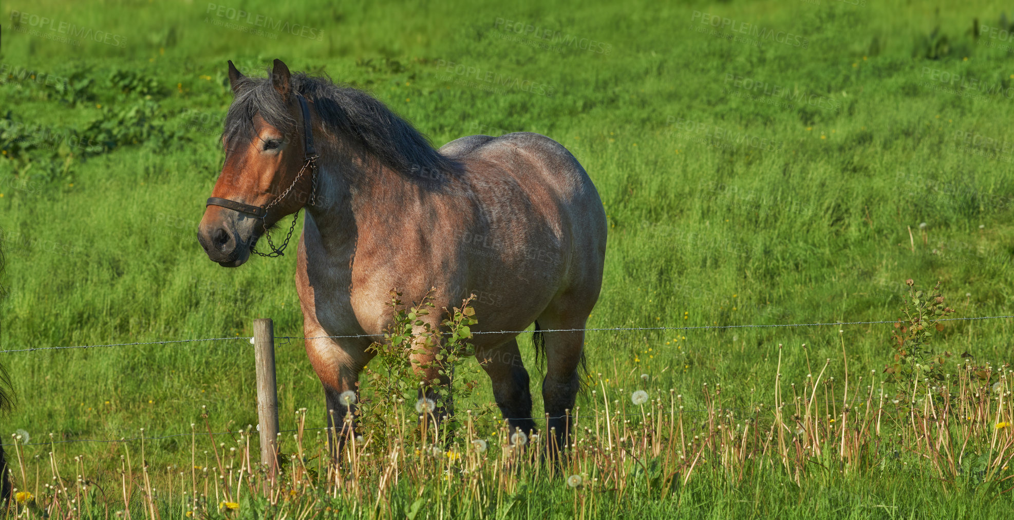 Buy stock photo Horse, grass field and countryside for nature relax outdoor in environment for land, sustainability or animal. Stallion, pet and grazing for healthy nutrition in Texas for agriculture, farm or ranch