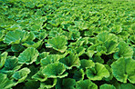 Perfect ground cover for your garden