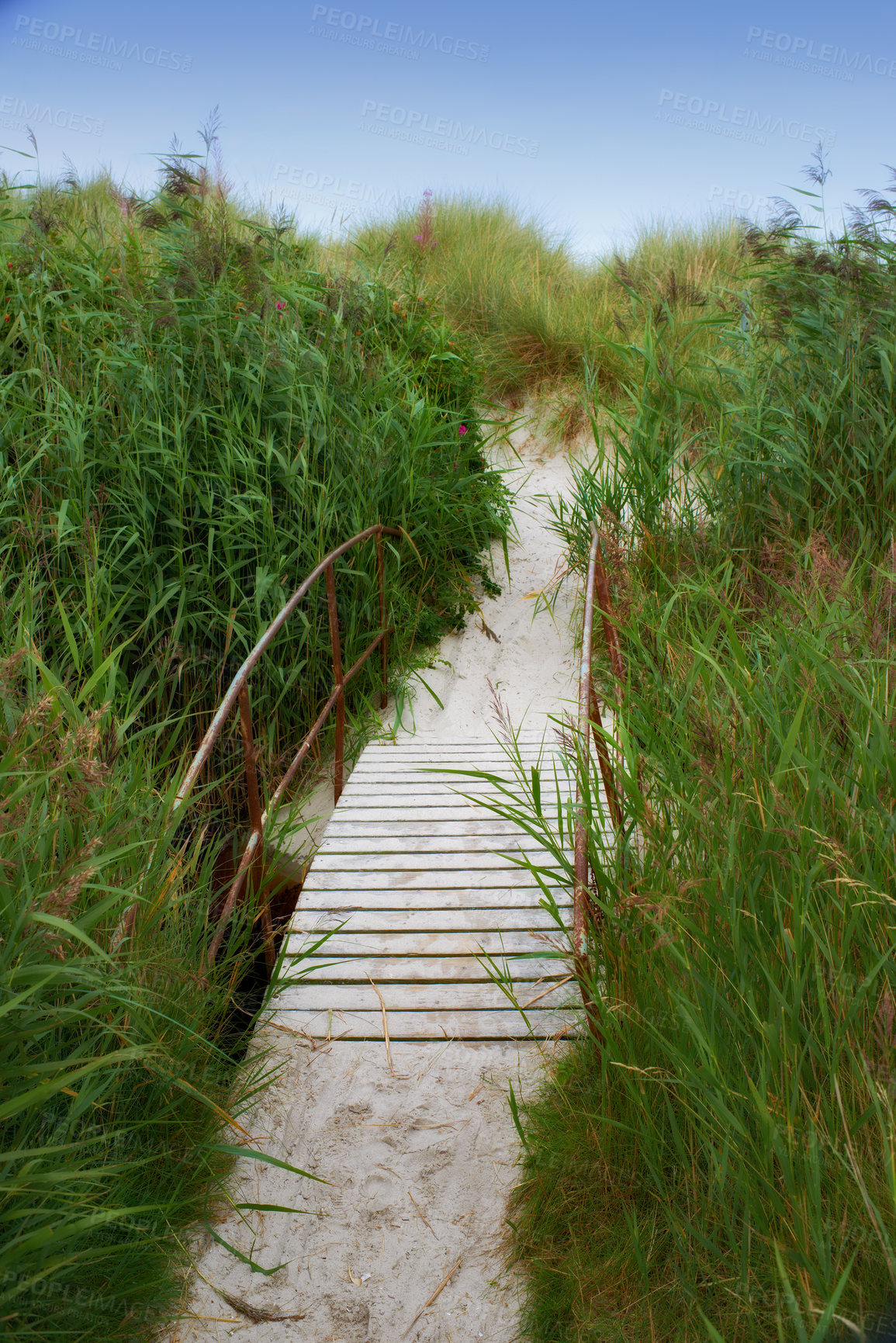 Buy stock photo Wood, bridge and grass in nature for travel, environment and beach destination for summer. Wooden pier, dock or path to ocean, green leaves or bush in location for adventure with perspective outdoor