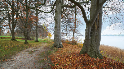 Buy stock photo Path, landscape and forest with trees in countryside for travel, adventure and ocean with autumn in nature. Street, Trail and location in Denmark with direction, roadway or environment for tourism