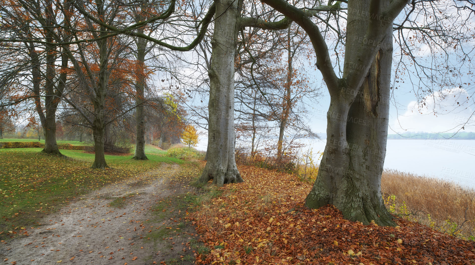 Buy stock photo Path, landscape and forest with trees in countryside for travel, adventure and ocean with autumn in nature. Street, Trail and location in Denmark with direction, roadway or environment for tourism