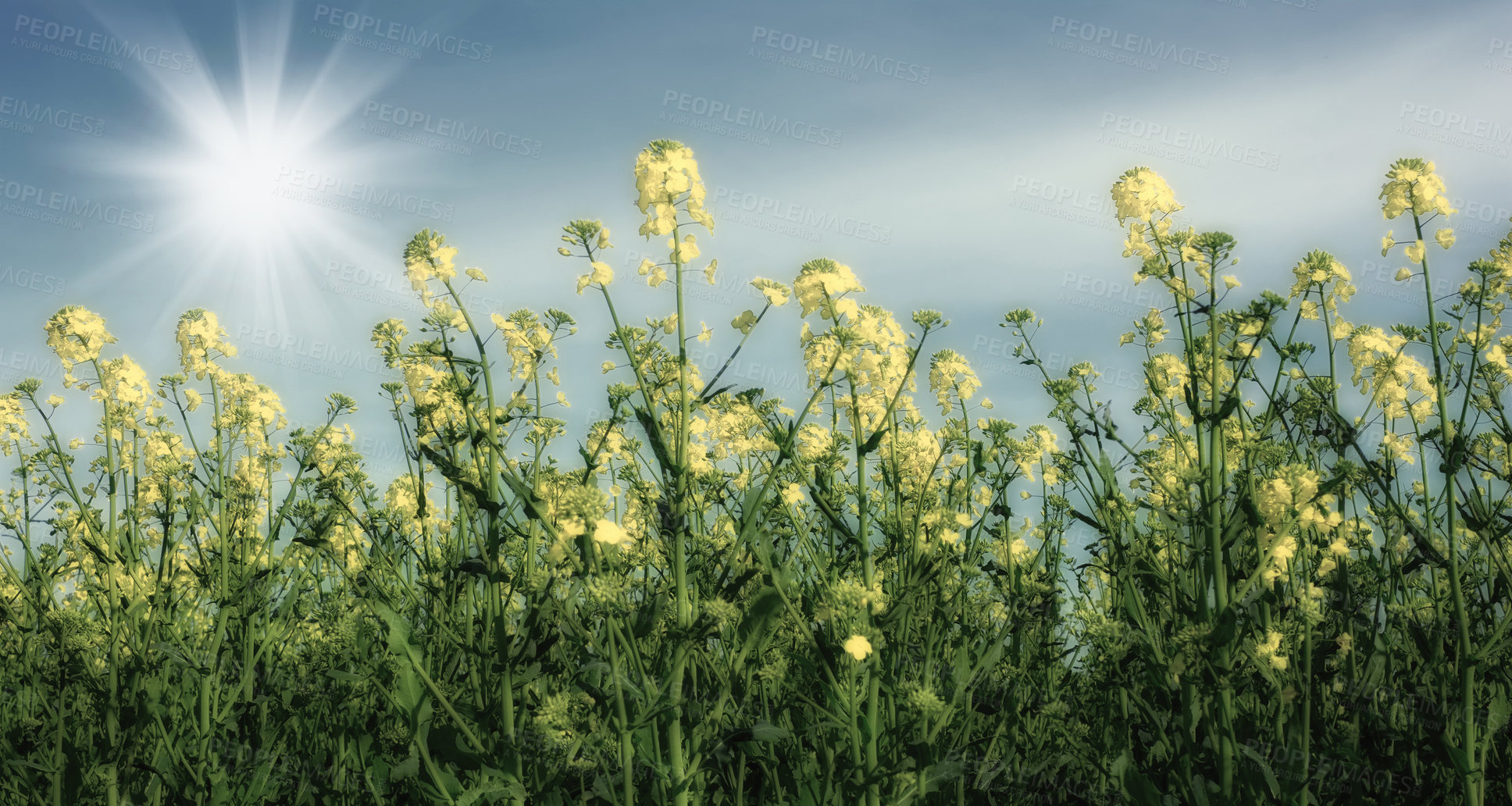 Buy stock photo Nature, sunshine and flowers in calm field with natural landscape, morning blossom and floral zen. Growth, agriculture and rapeseed in green garden, countryside or sustainable environment for farming