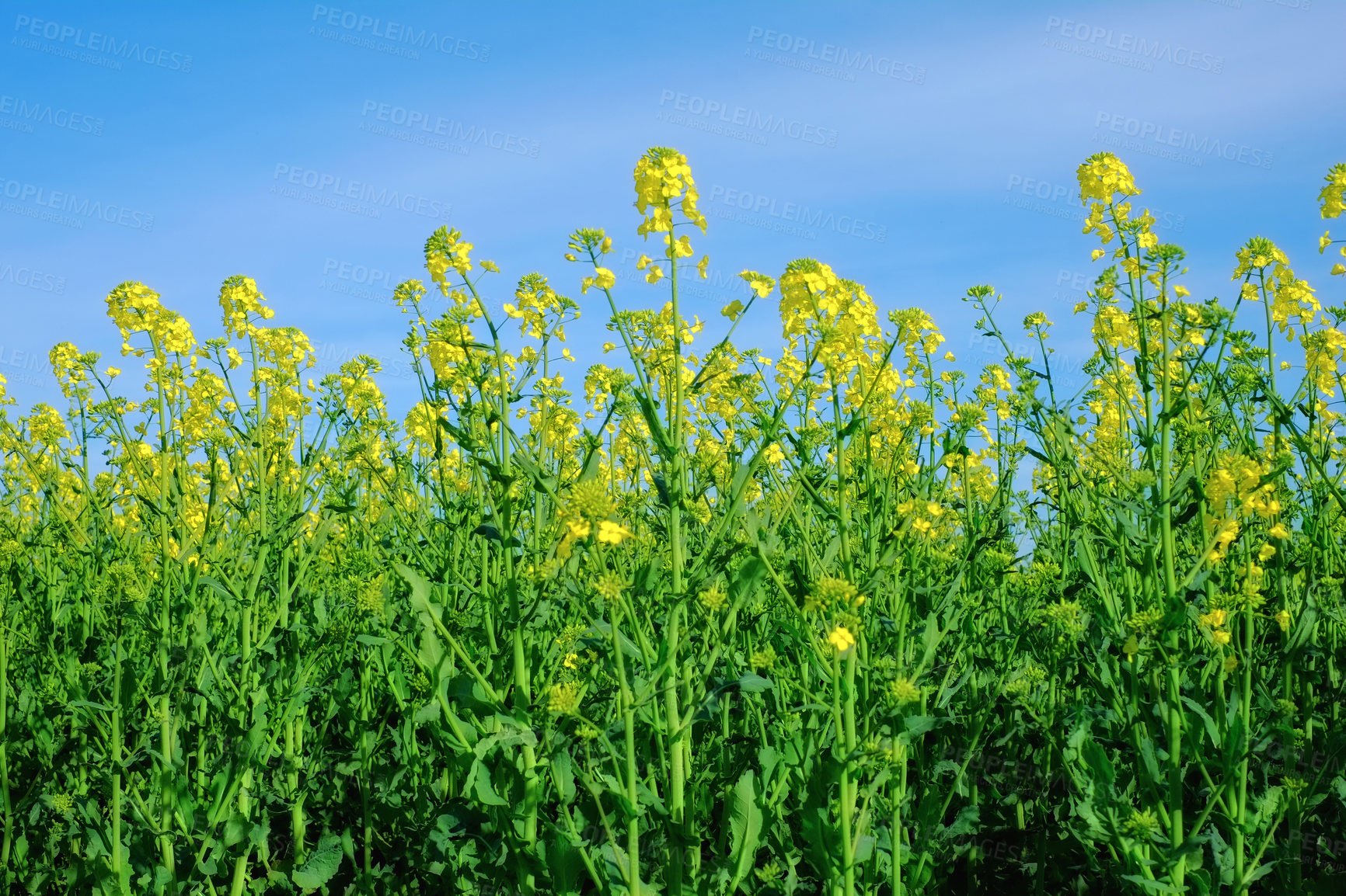 Buy stock photo Nature, blue sky and flowers in calm field with natural landscape, morning blossom and floral zen. Growth, agriculture and rapeseed in green garden, countryside or sustainable environment for farming