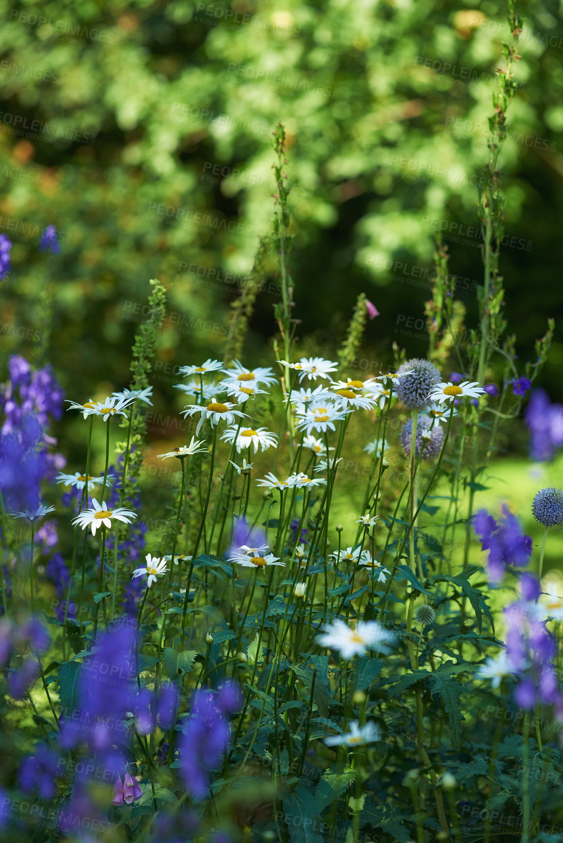 Buy stock photo White and purple flowers growing in a garden