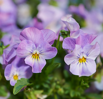 Buy stock photo Purple pansies in bloom in a garden
