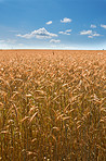 Golden fields of wheat