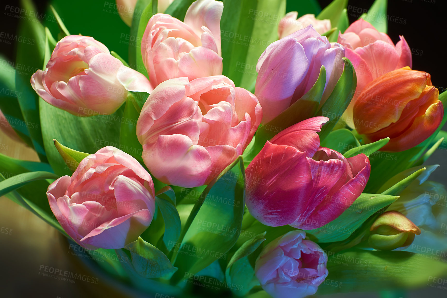 Buy stock photo A beautiful bunch of pink tulips