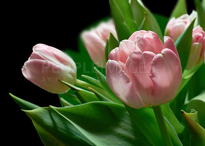 Buy stock photo Tulips, bouquet and pink flower with spring plants from garden with floral bunch and leaves. Blossom, petal and green stem in studio with black background and greenery with nature and eco bloom