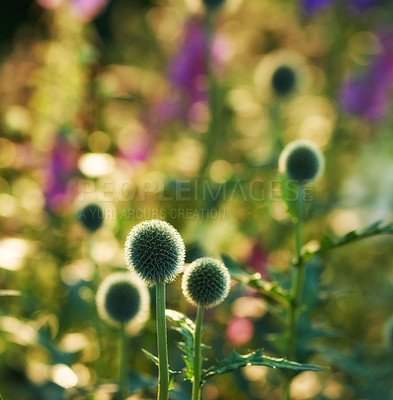 Buy stock photo Globe thistle, flower and wild in spring meadow for closeup, fresh and natural vegetation. Ecology and pollen plant for biodiversity, environmental sustainability in growth for botanical garden
