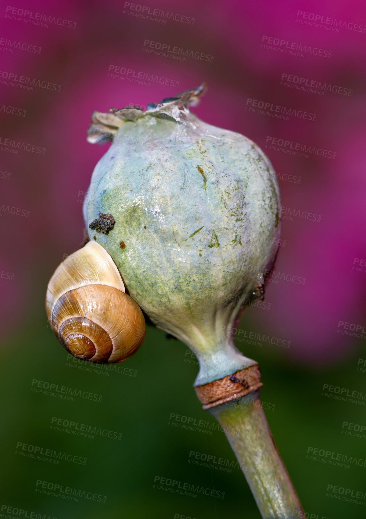 Buy stock photo Nature, spring and plant of poppy seed head, wildflower and closeup in snail in Argentina. Insect, ecology and vegetation in garden for environment, ecosystem and growth in countryside