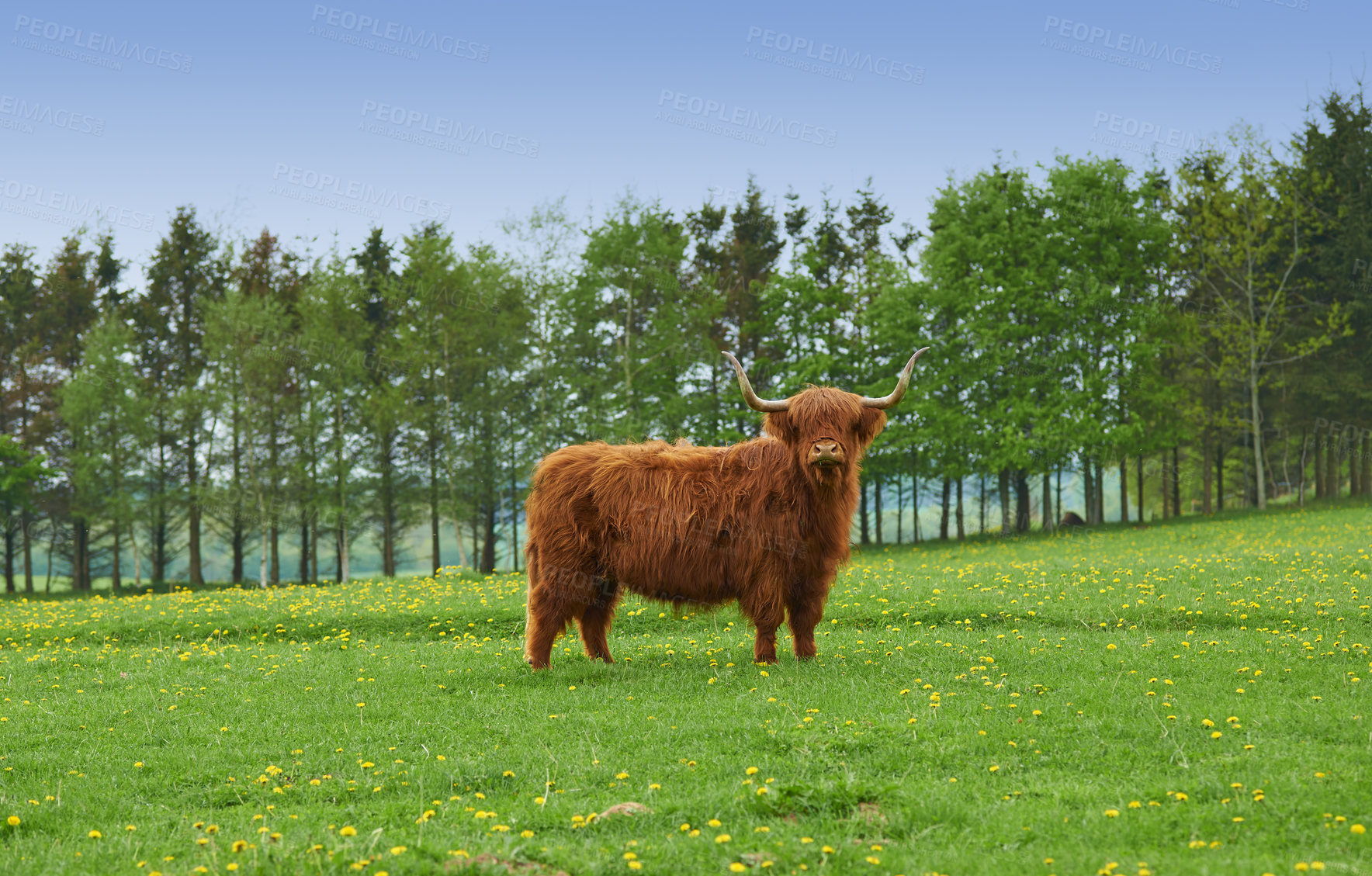 Buy stock photo A brown yak standing in a green pasture