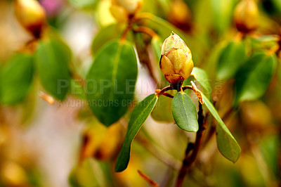 Buy stock photo Horse chestnut, tree and bud in spring for ecosystem, agriculture and conservation of nature. Ecology, garden and growth for plants and sunshine, sustainability for earth day in closeup vegetation