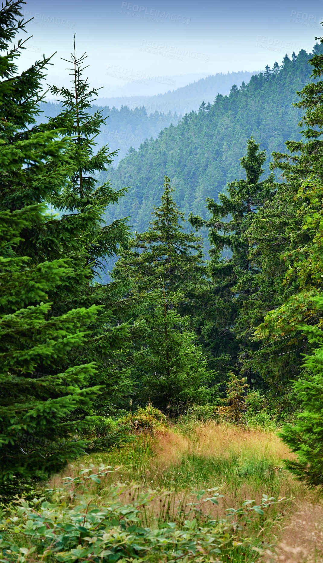 Buy stock photo Cropped shot of a huge forest