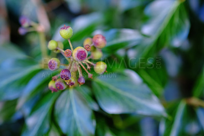 Buy stock photo Closeup of a budding English ivy plant growing in the wild or a garden. Zoom on lush green leaves growing on a shrub or berry plant with a blurry background. Nature floral wallpaper with copyspace