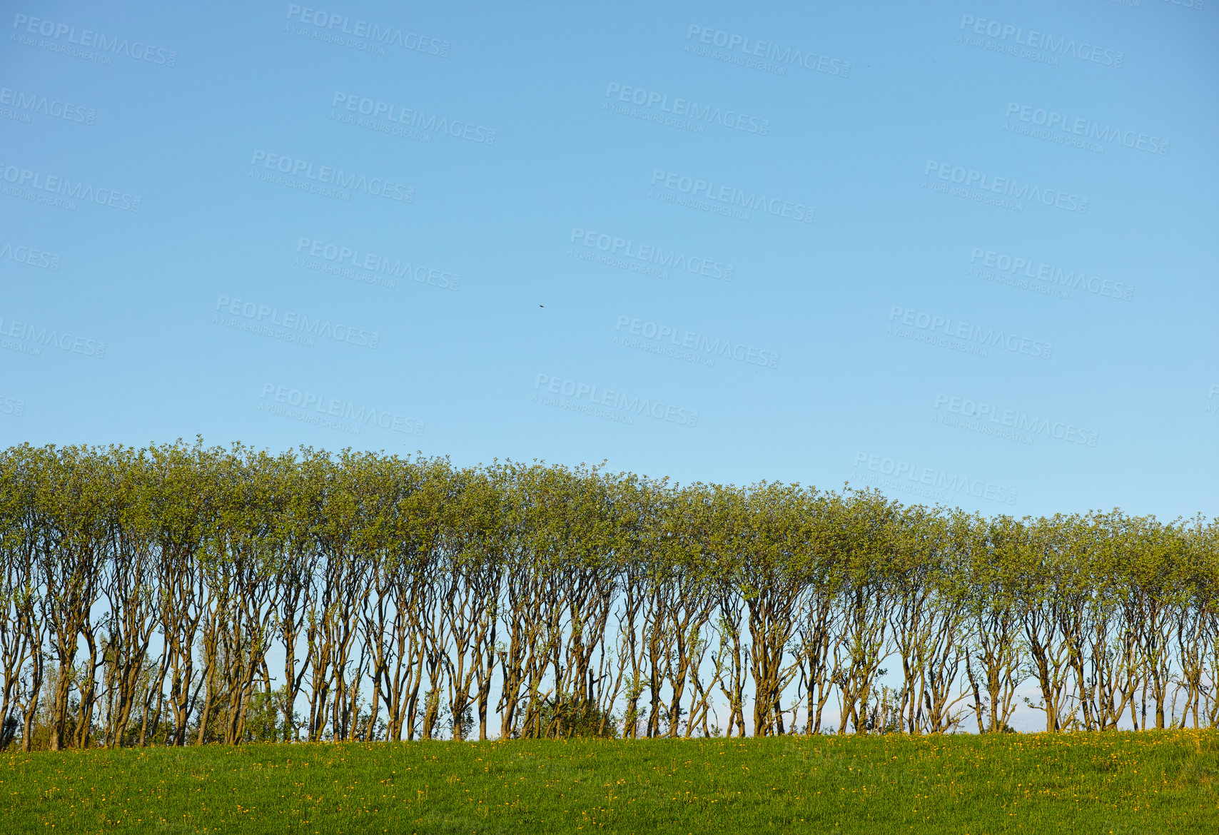 Buy stock photo Forest, nature and trees with space on blue sky landscape for green conservation or ecology. Earth, field or grass outdoor in natural environment for growth or sustainability of woods location