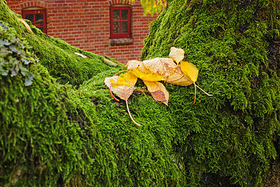 Buy stock photo Clsoeup of yellow leaves on green Brocade moss with a house in the background. Moss covered wall or garden hedge on an early Autumn morning. Green, vibrant moss spreading over a fallen tree trunk