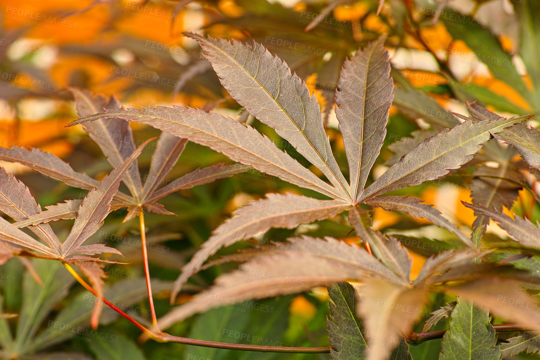 Buy stock photo Japanese, maple leaf, tree and plant on earth in autumn or fall season in garden, forest or outdoor in park. Branch, grow and outside in wood for natural environment, ecology or landscape in nature 