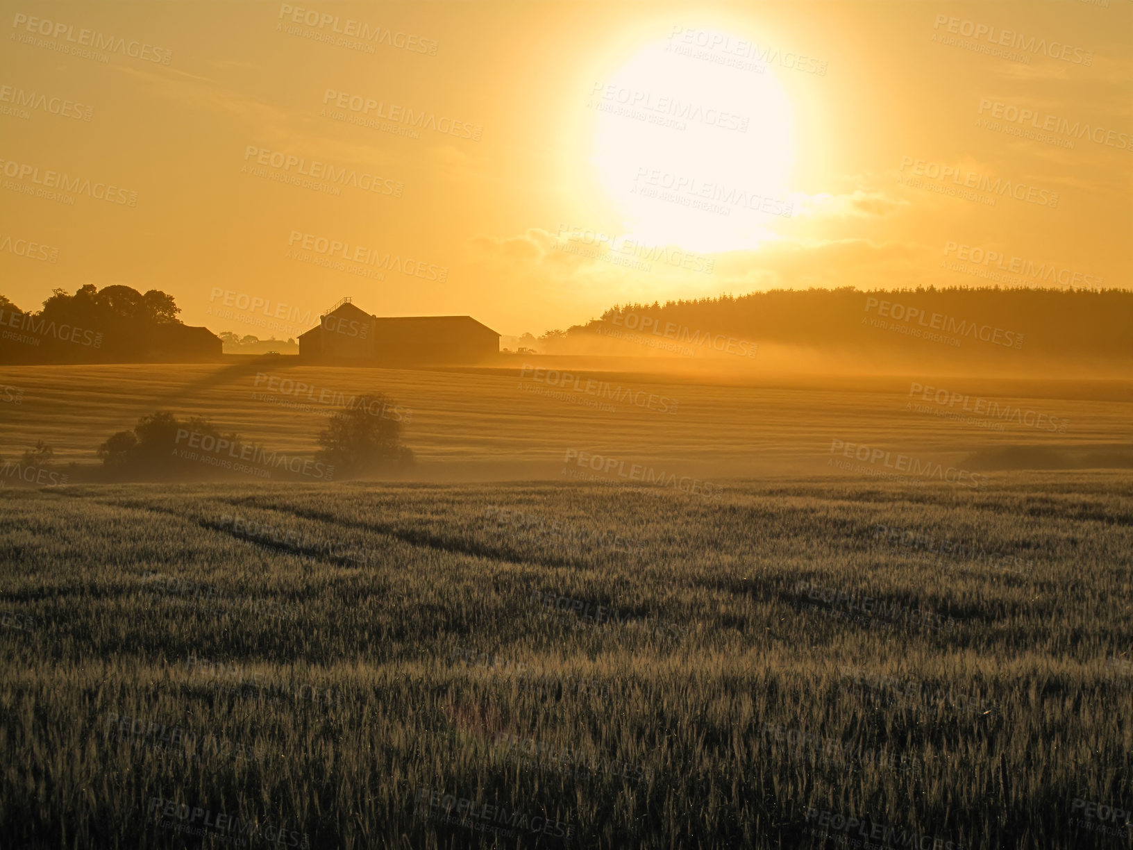 Buy stock photo Landscape, sunset and environment with wheat field, sky and nature for travel in countryside. Plant, grain and crops with horizon for natural background, sun and agriculture for sustainability