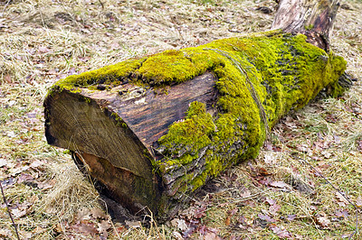 Buy stock photo Old mossy log lying in the autumn woods. Thick soft green moss covering and growing on a dark brown oak stump on a grass field in country. A fallen decaying tree in a scenic nature background outside