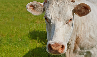 Buy stock photo A Charolais cow grazing in a pasture