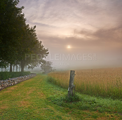 Buy stock photo Farm, wheat field and trees environment in nature countryside or misty morning for grain, harvest or agriculture. Lawn, sunshine and land ecology with fog in England or clean energy, scenery or dawn