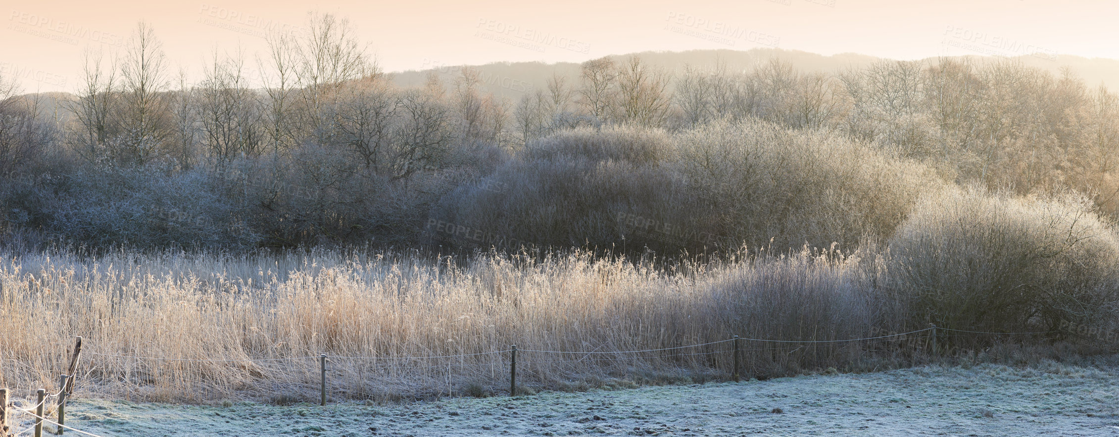 Buy stock photo Outdoor, landscape and forest with trees or winter on frozen morning for weather, climate and cold season. Denmark, nature and field in woods for ecosystem background, environment or natural habitat