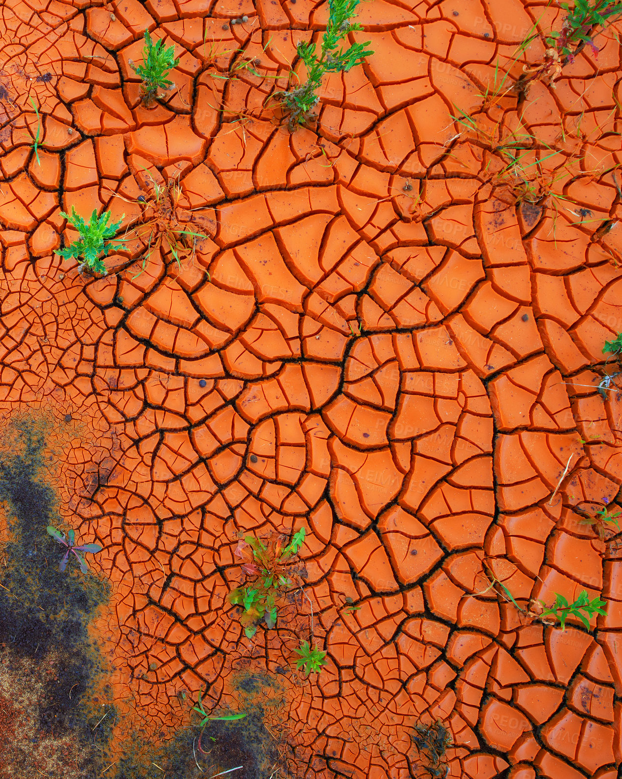 Buy stock photo Plants growing through cracked dry land in a barren landscape. Closeup of an artistic image in bright rusty orange with copyspace. New growth symbolising endurance, bounce back, courage and strength 