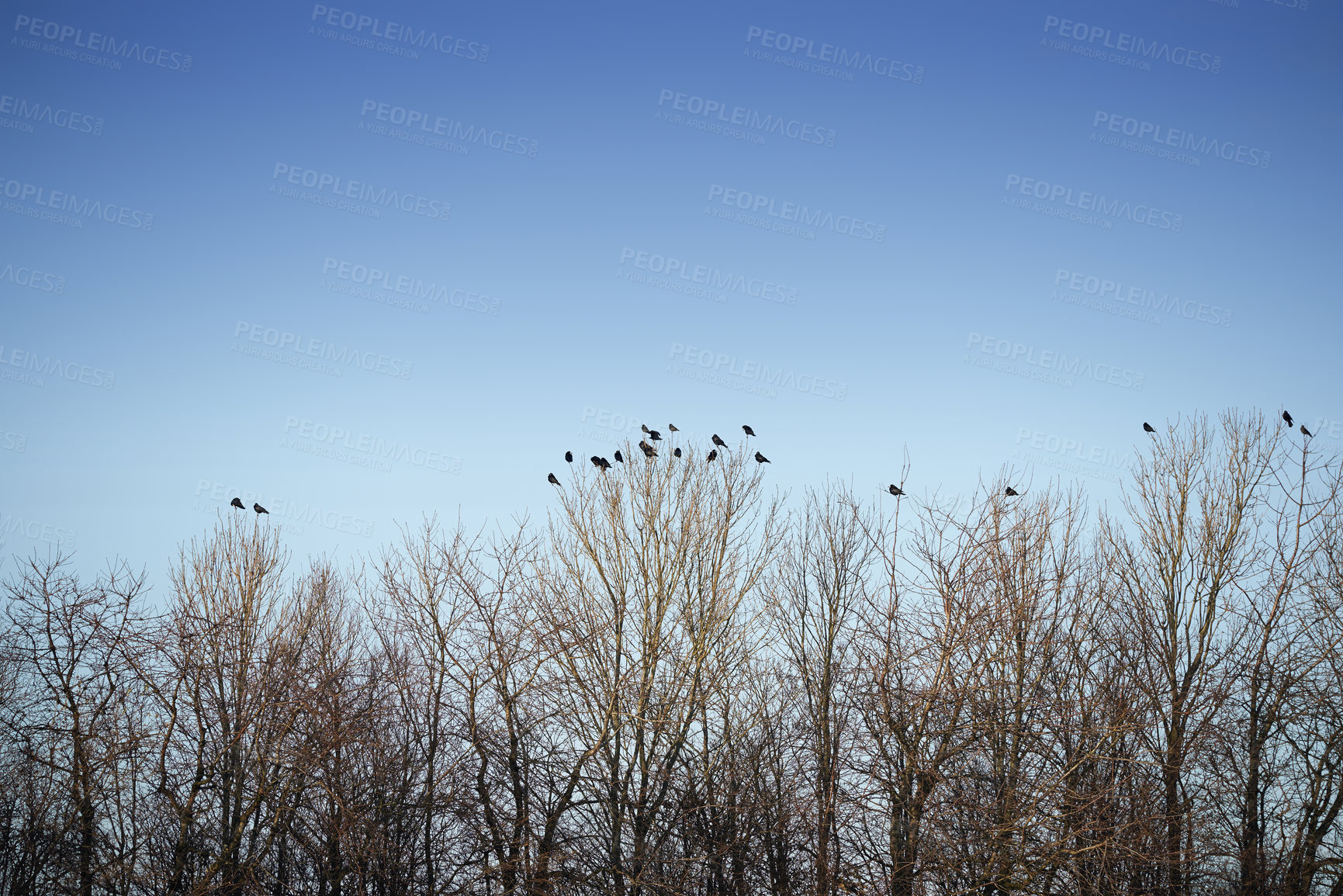 Buy stock photo Forest, winter and trees with environment, birds and nature with growth and eco friendly. Animals, bare and outdoor with woods and bushes with flight and agriculture with ecology and blue sky