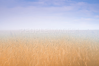 Buy stock photo Wheat field, fog and blue sky or nature environment or grain harvesting or crop production, countryside or morning.  Grassland, mist and outdoor in rural Thailand for agriculture, business or foliage