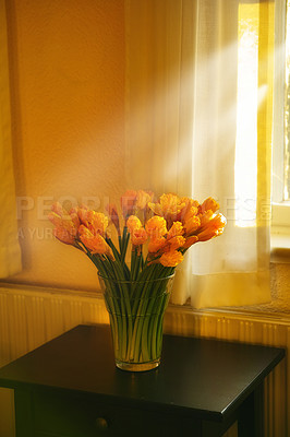 Buy stock photo A gorgeous bouquet of fresh tulip flowers in a vase on a table with copyspace. Rays of light shining on a fresh, orange bunch of flowers in an empty house. Vibrant floral decoration in an open house 