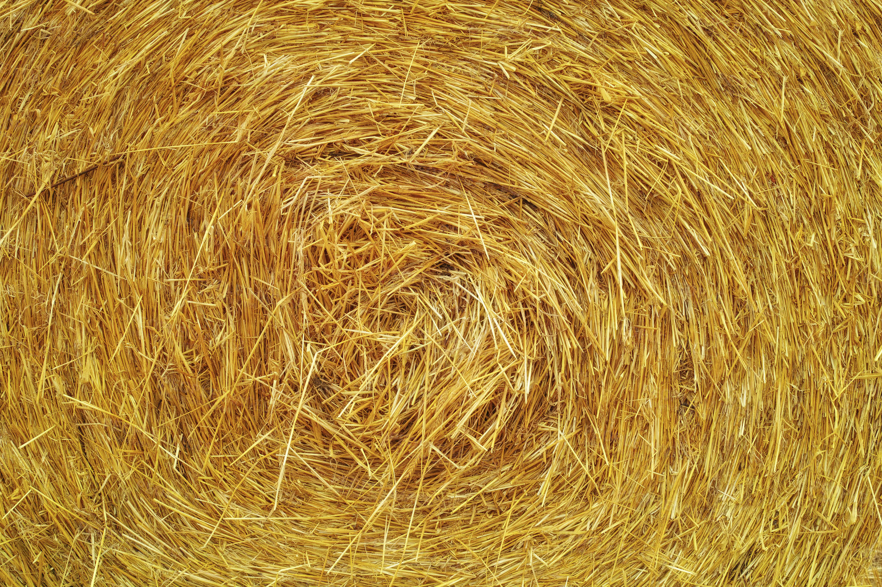 Buy stock photo Closeup image of a rolled up straw bale - cropped