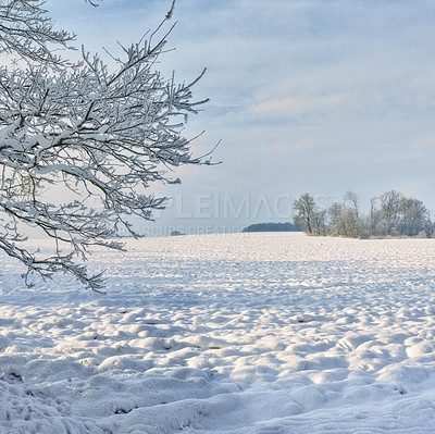 Buy stock photo Trees, sky and snow in winter with landscape of nature, environment and cold weather outdoor. Icy ground, natural background with travel or tourism, ice with frozen location or destination in Alaska