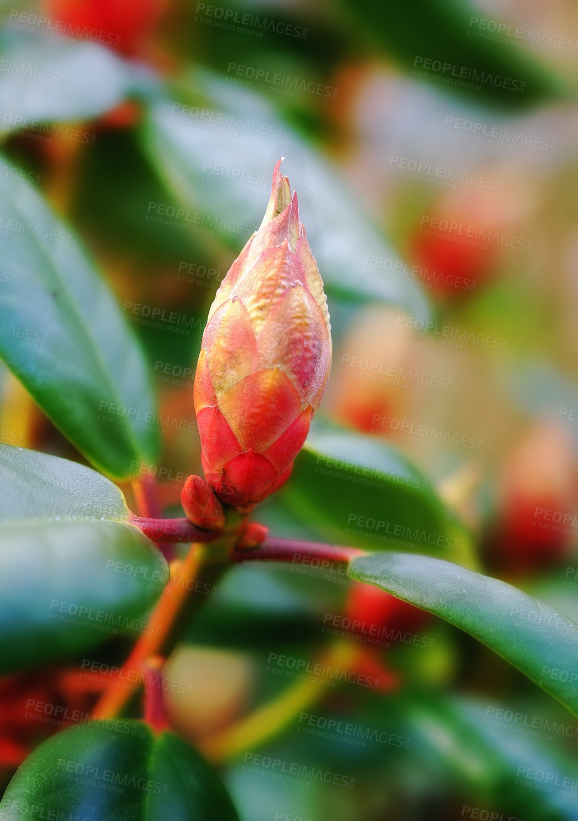 Buy stock photo Closeup of a growing Rhododendron in a garden or park. Zoom on a budding garden plant. Seasonal summer flowers symbolises beauty and energy and can bring a bouquet together with symbolism of optimism