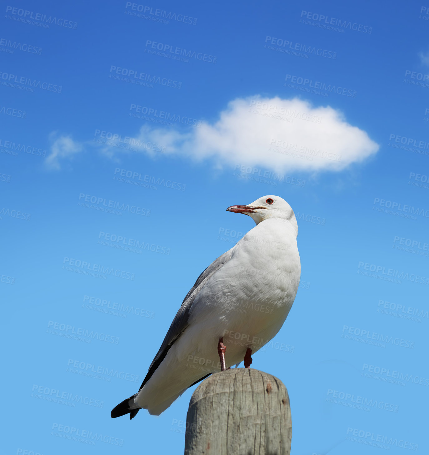 Buy stock photo Bird, sky and nature with summer, cloud and wildlife for ornithology and birdwatching. Hartlaubs gull, closeup and animal. with feather, wings and habitat outdoor for seagull and south africa fauna