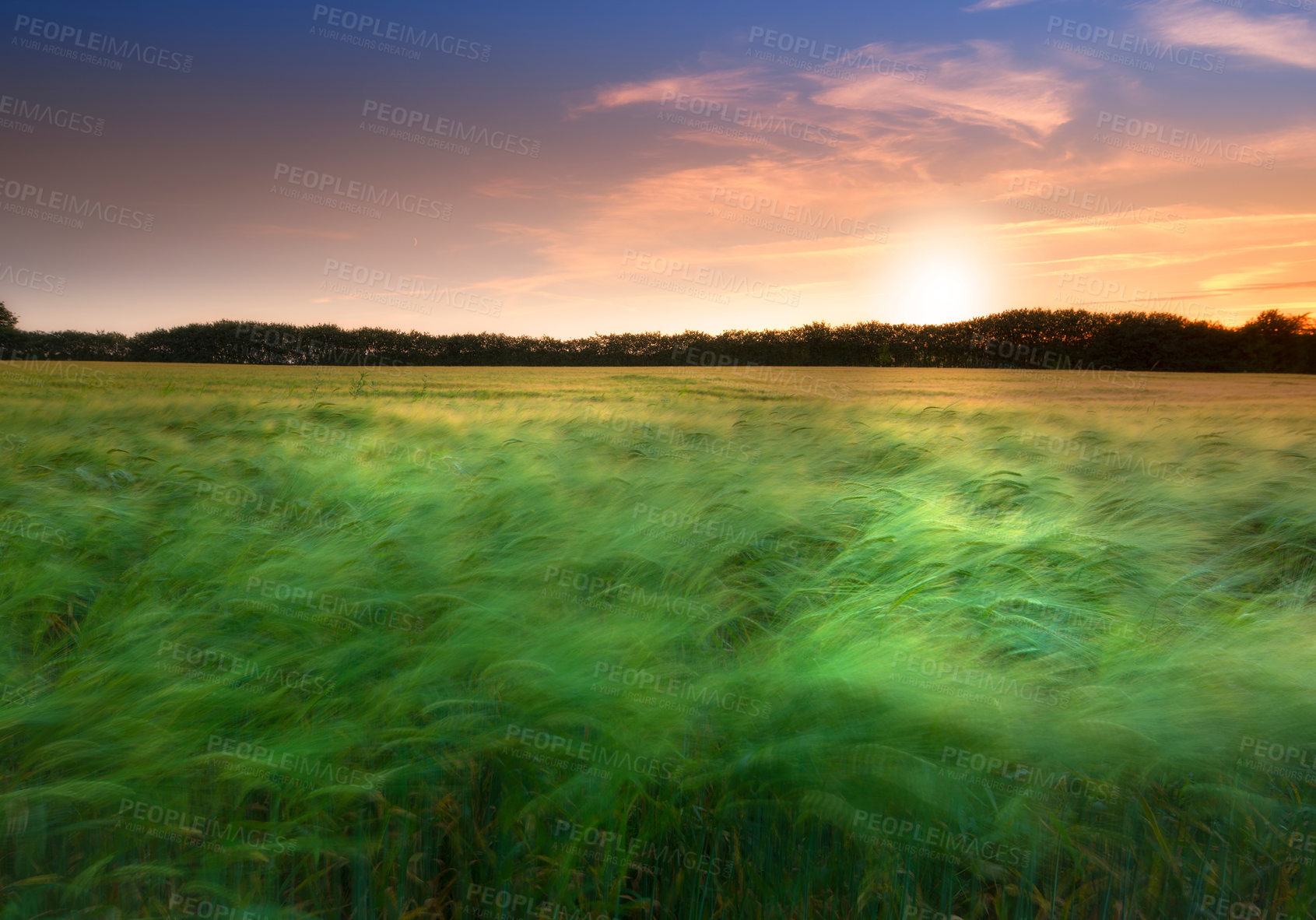 Buy stock photo Meadow, grass and countryside sunset in summer evening or farm field agriculture or outdoor, environmental or rural. Plants, forest and scenery ecosystem on land in England or travel, morning or trip