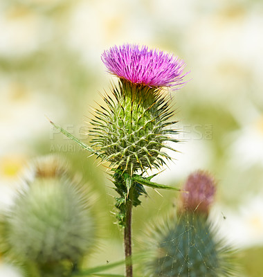 Buy stock photo Thistle, flower closeup and nature outdoor with environment, Spring and natural background. Ecology, landscape or wallpaper with plant in garden or park, growth and green with blossom for botany