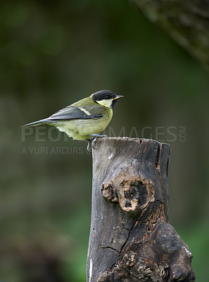 Buy stock photo Great tit, song bird and outdoors in spring time, avian wild animal in natural environment. Close up, nature or wildlife native to United Kingdom, perched or resting on wooden stump for birdwatching