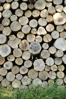 Buy stock photo Lumber, wood and outdoor with pile, forest and birch tree with deforestation and timber for firewood supply. Log, nature and woods for construction material and trunk resource of bark for logging