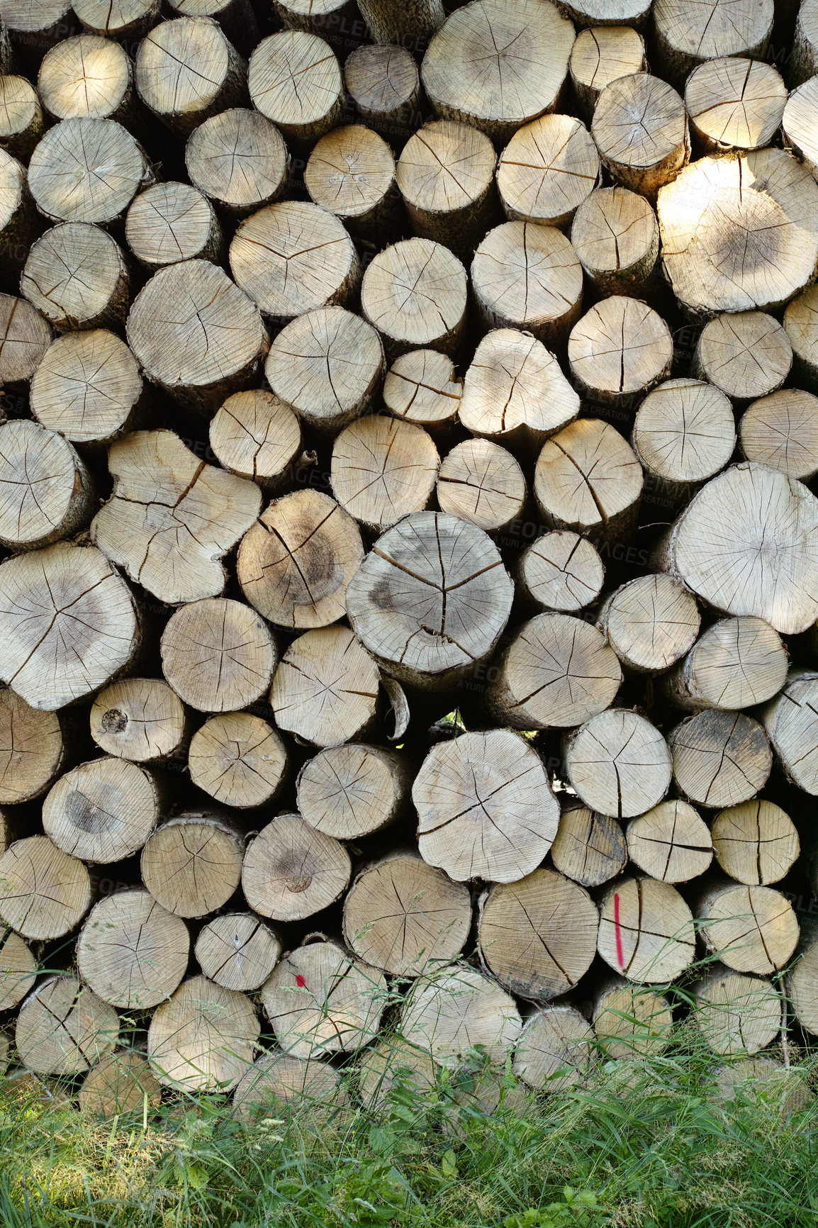 Buy stock photo Lumber, wood and outdoor with pile, forest and birch tree with deforestation and timber for firewood supply. Log, nature and woods for construction material and trunk resource of bark for logging