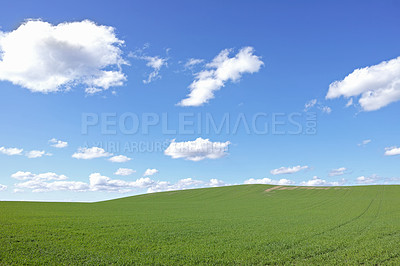 Buy stock photo Bright green grass below perfect white clouds