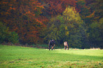 Horses in an autumn meadow