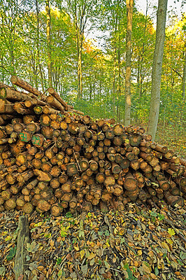 Buy stock photo Trees, wood and deforestation with log pile on ground outdoor for industry, manufacturing or production. Nature, environment and path in forest or woods for lumber or logging supply and profession