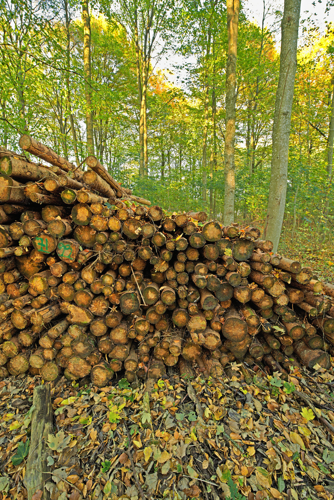 Buy stock photo Trees, wood and deforestation with log pile on ground outdoor for industry, manufacturing or production. Nature, environment and path in forest or woods for lumber or logging supply and profession