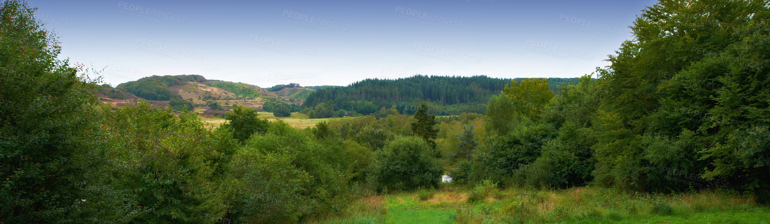 Buy stock photo Outdoors, nature and woods or field in countryside, ecosystem and calm for holiday or vacation. Peace, sustainable environment and travel to relax in New Zealand, plants and landscape for banner
